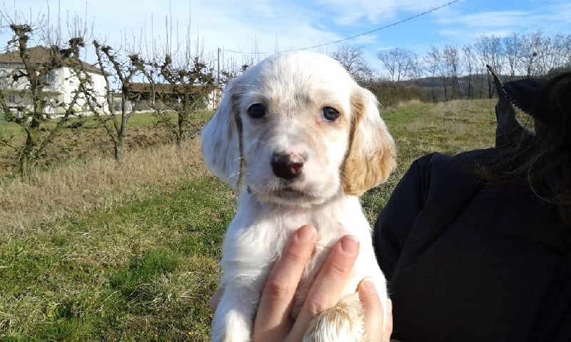 Des Terres De L'Argentelle - Setter Anglais - Portée née le 06/12/2014