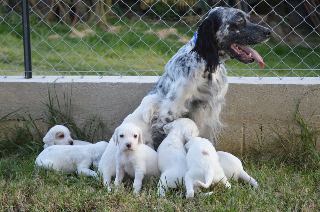 Des Terres De L'Argentelle - Setter Anglais - Portée née le 06/05/2019