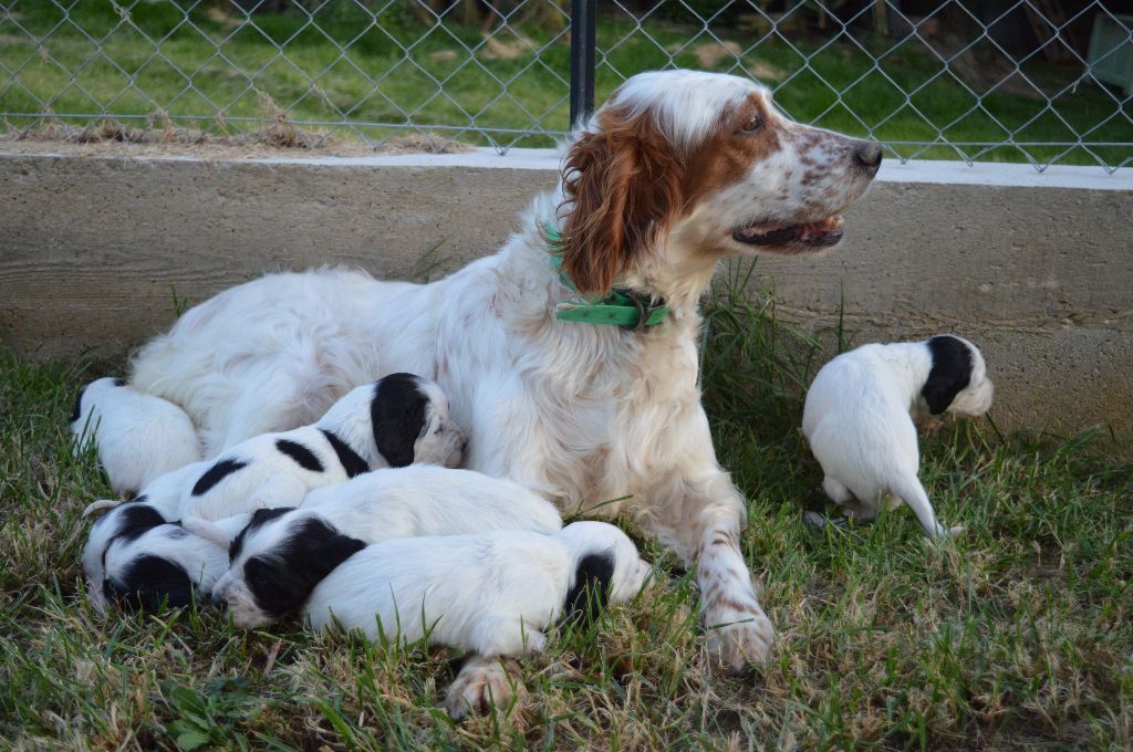 Des Terres De L'Argentelle - Setter Anglais - Portée née le 09/05/2019