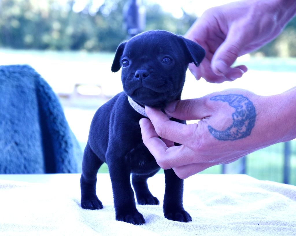 Del Clan De Los Diablos - Chiots disponibles - Staffordshire Bull Terrier