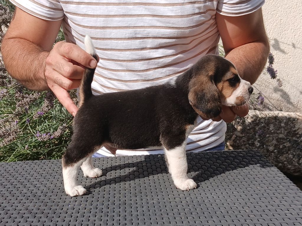 Du Moulin De Champiré - Beagle - Portée née le 30/06/2024