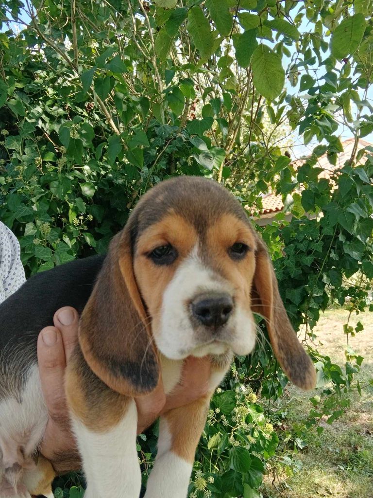 Du Moulin De Champiré - Beagle - Portée née le 30/07/2024