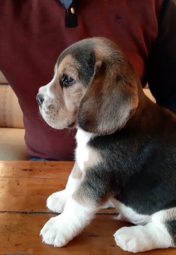 Du Moulin De Champiré - Beagle - Portée née le 03/03/2019