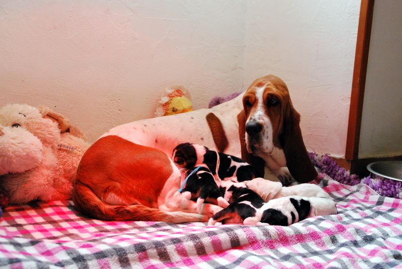 Little-Boss - Basset Hound - Portée née le 26/02/2017