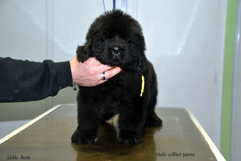 Little-Boss - Chiots disponibles - Terre-neuve