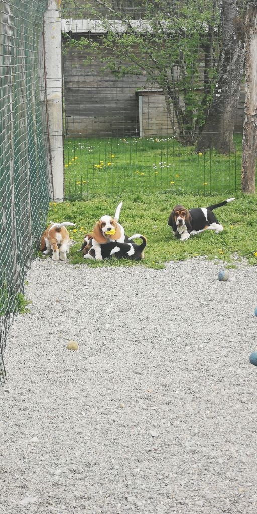 Little-Boss - Basset Hound - Portée née le 04/01/2019