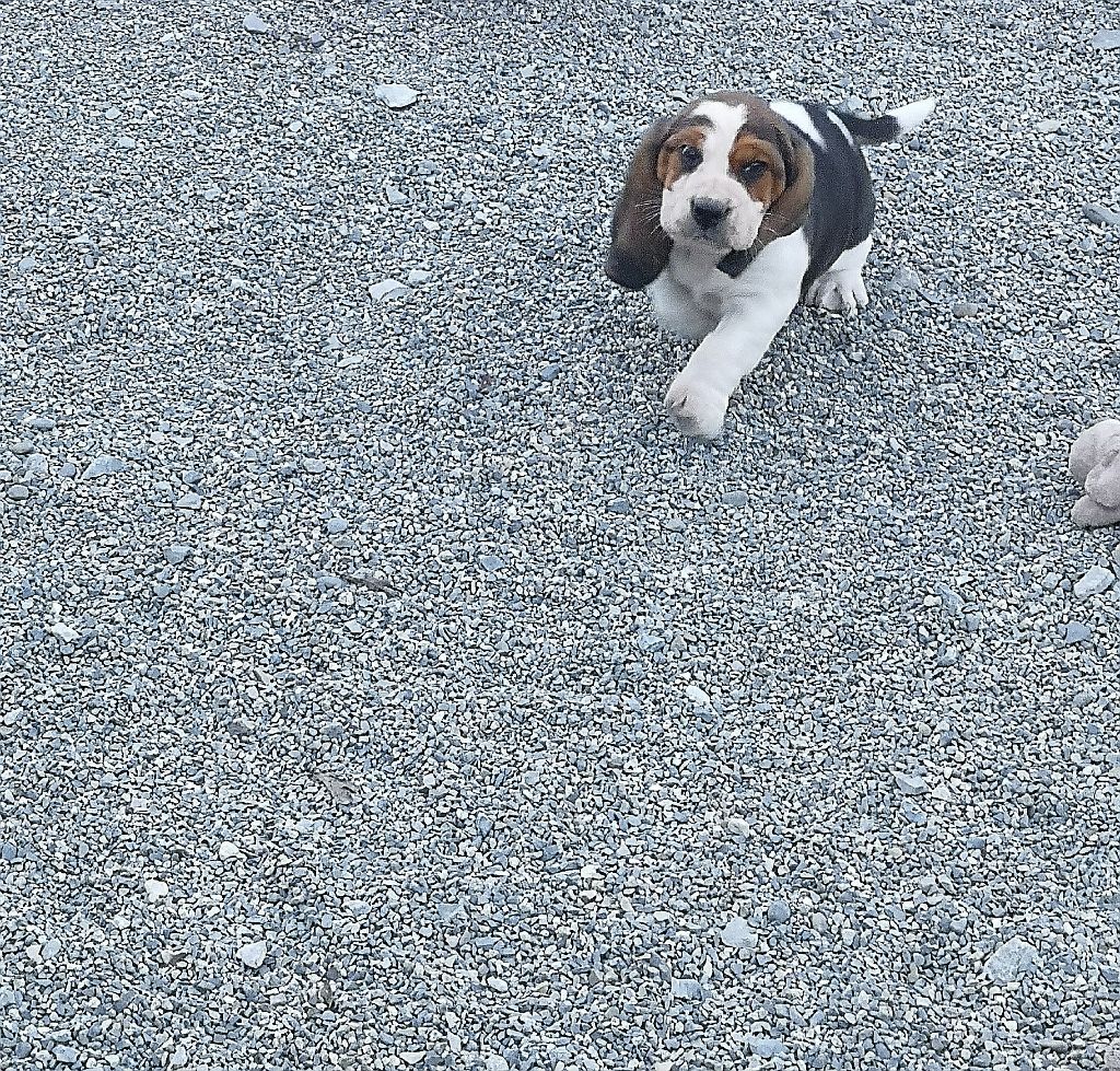 Little-Boss - Chiots disponibles - Basset Hound