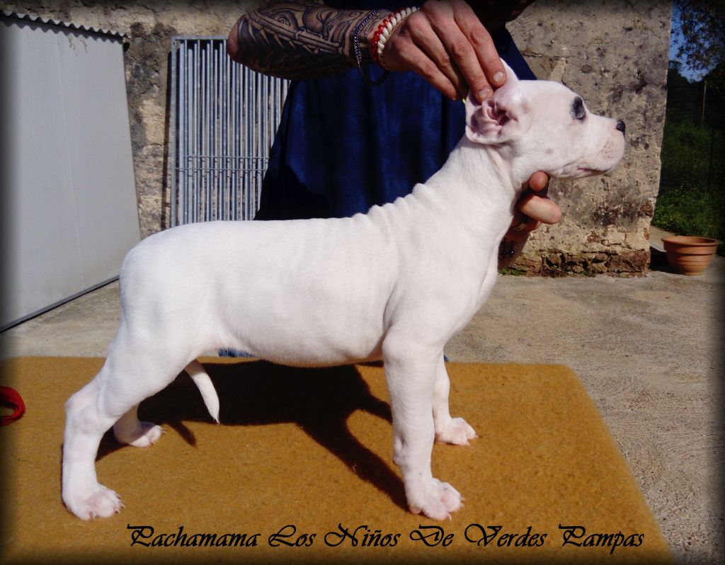 Los Ninos De Verdes Pampas - Chiots disponibles - Dogo Argentino