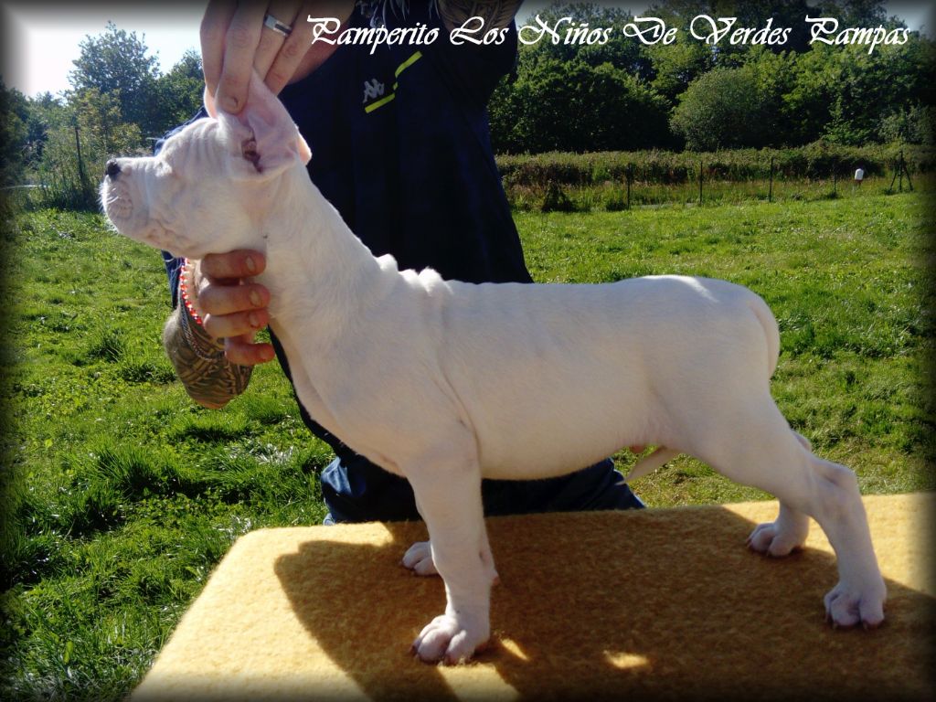 Los Ninos De Verdes Pampas - Chiots disponibles - Dogo Argentino