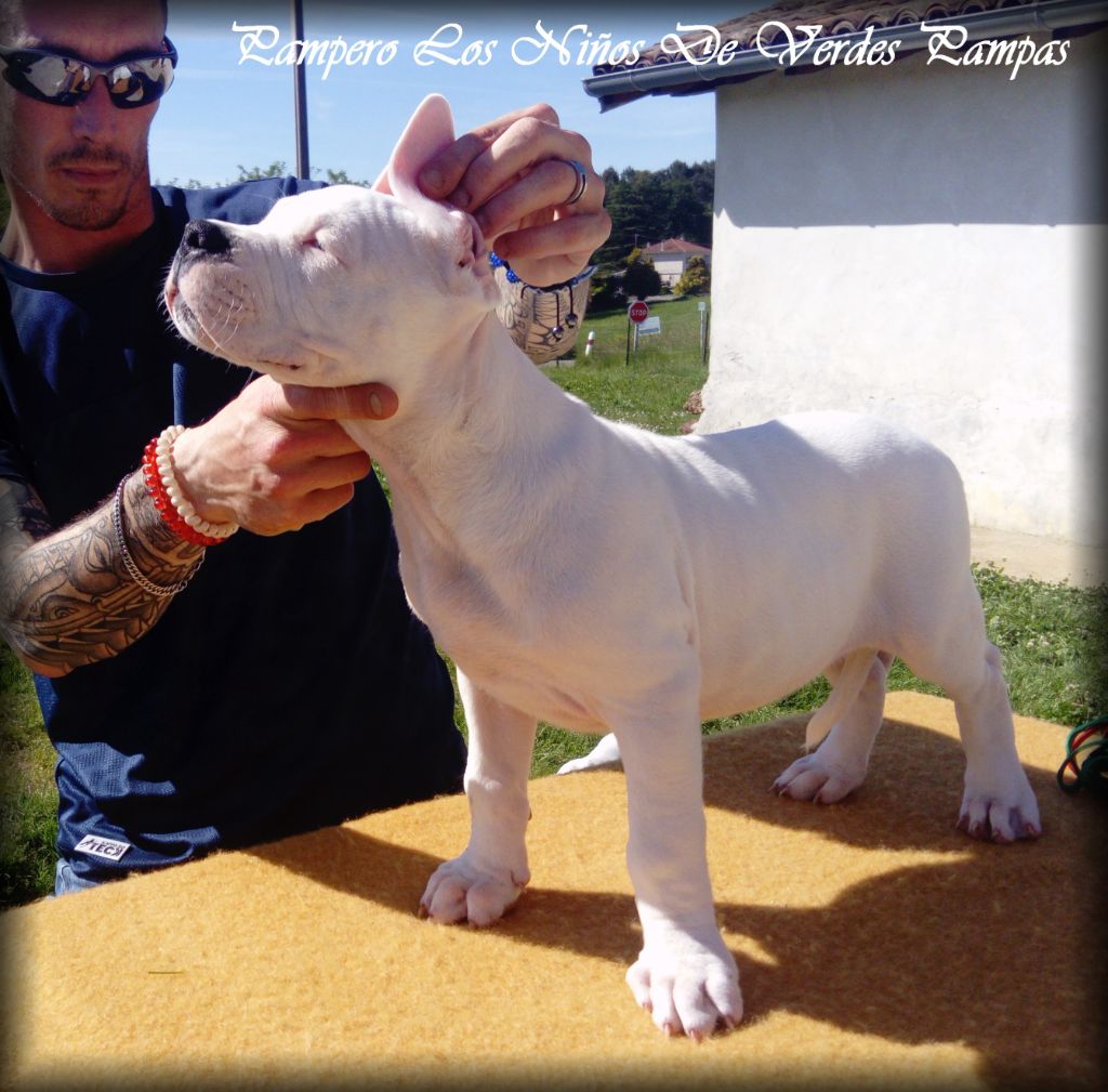 Los Ninos De Verdes Pampas - Chiots disponibles - Dogo Argentino