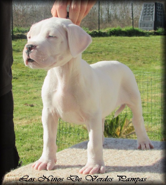 Los Ninos De Verdes Pampas - Dogo Argentino - Portée née le 21/12/2016