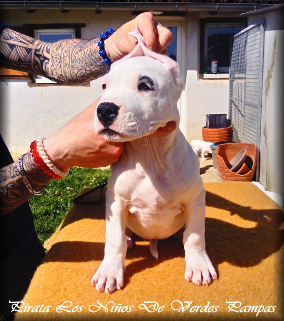 Los Ninos De Verdes Pampas - Chiots disponibles - Dogo Argentino