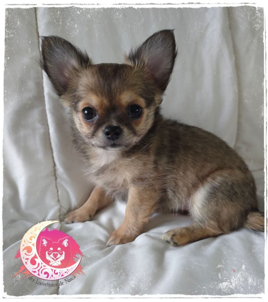 des Louveteaux De Nasca - Chiots disponibles - Chihuahua