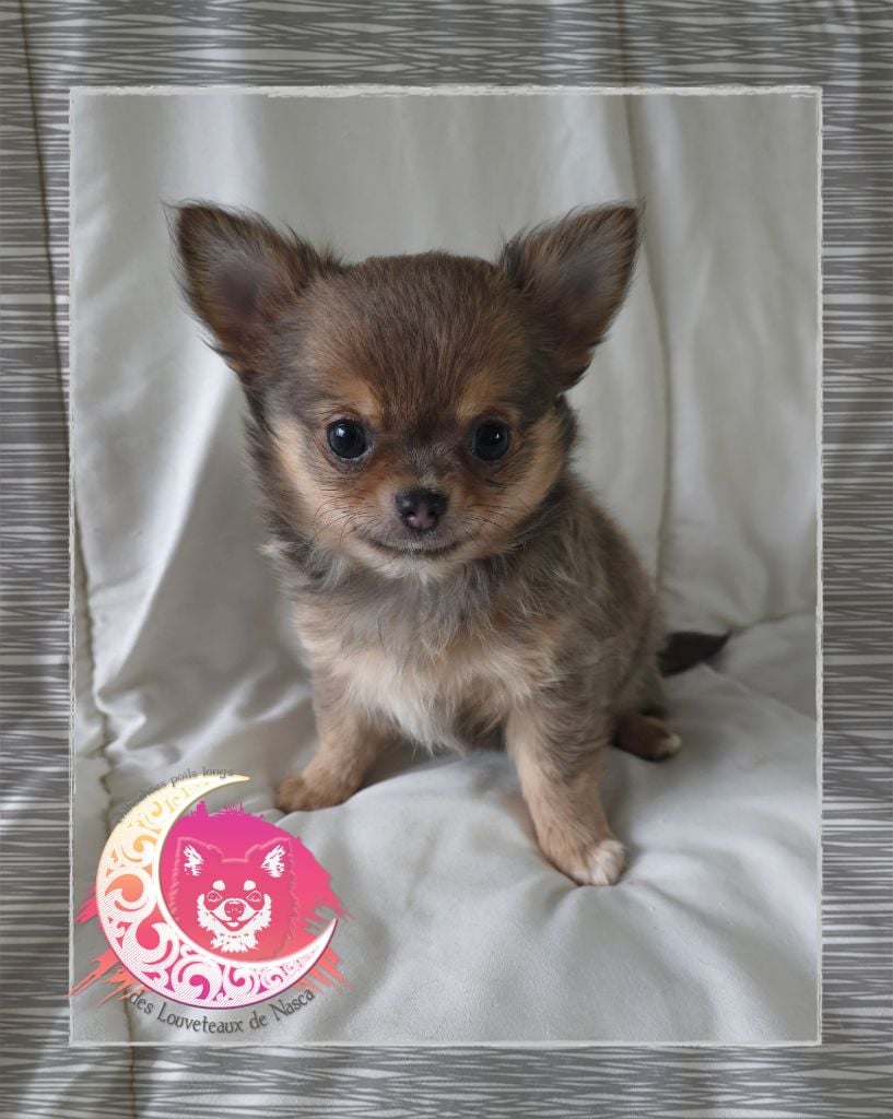 des Louveteaux De Nasca - Chiots disponibles - Chihuahua