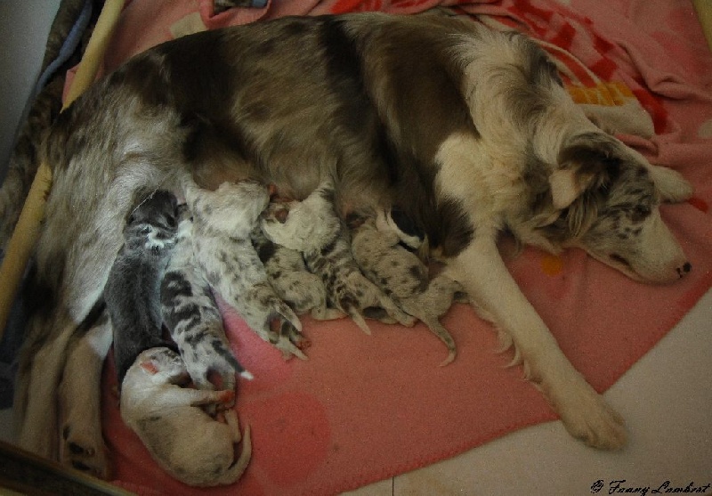 Chiot Border Collie From Siquano's Mind 