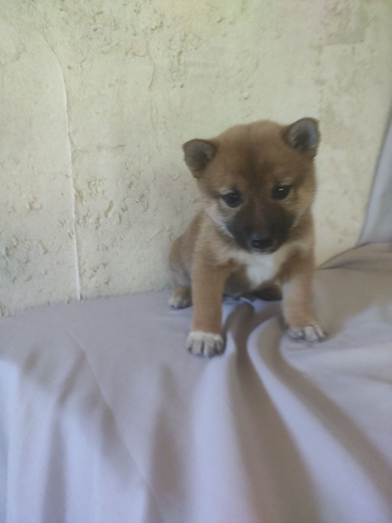 Moramora - Chiots shiba inu lof 