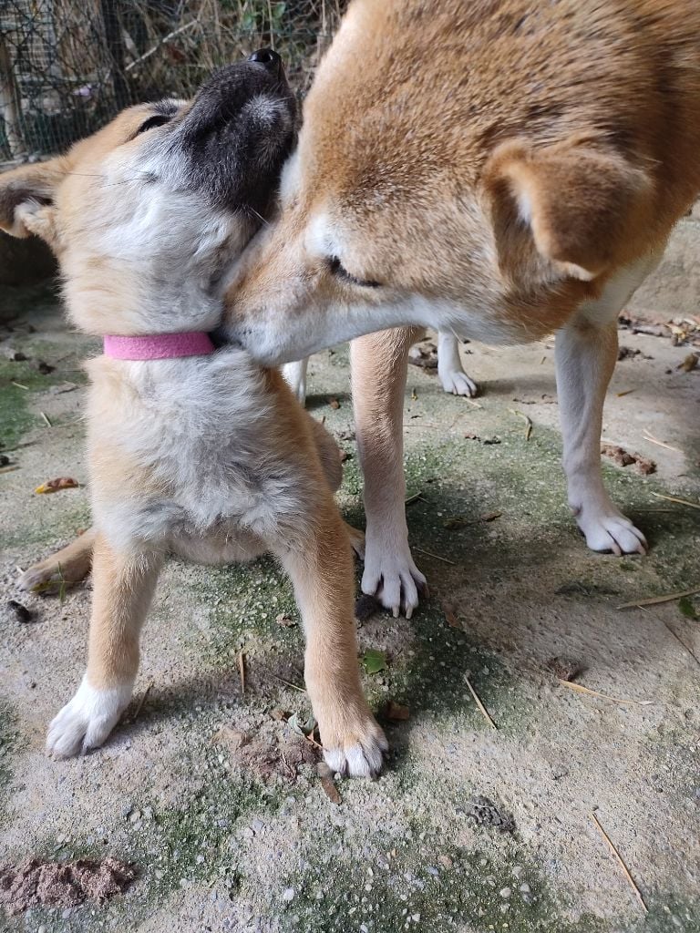 Moramora - Chiots disponibles - Shiba