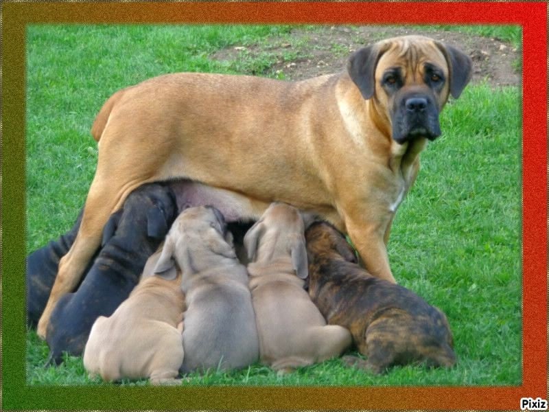 Des Kool And The Dog - Cane Corso - Portée née le 24/08/2014