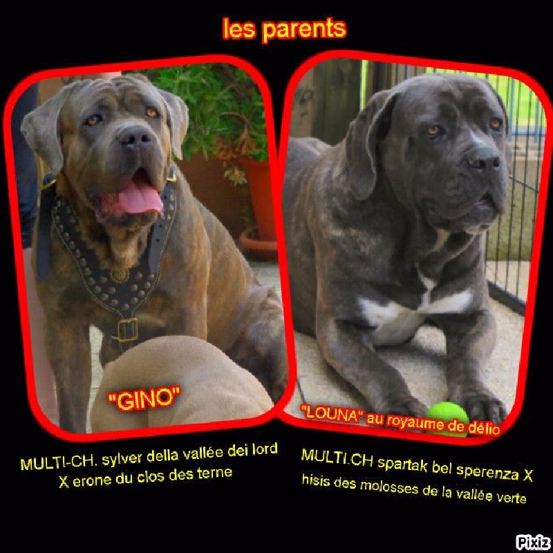 Chiot Cane Corso Des Kool And The Dog