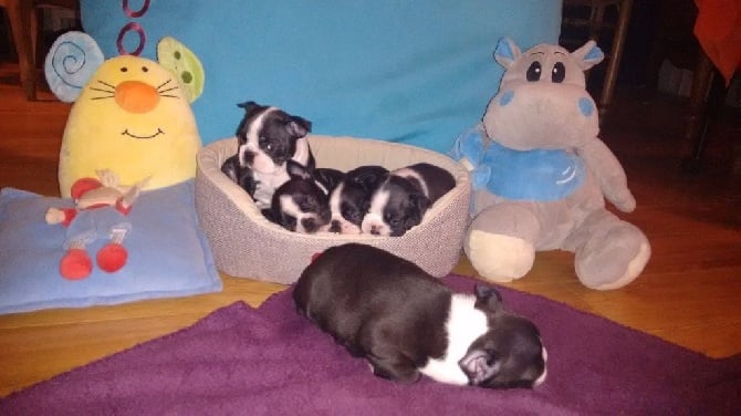 Des Loulous Des Mers - Chiots Boston Terrier LOF à réserver 