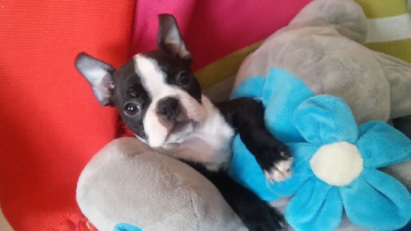 Des Loulous Des Mers - Boston Terrier - Portée née le 31/12/2015