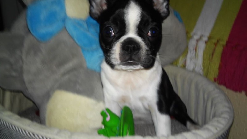 Des Loulous Des Mers - Boston Terrier - Portée née le 23/01/2016