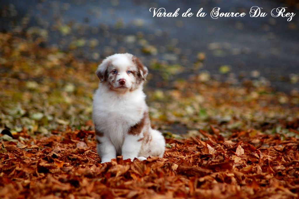 De La Source Du Rez - Chiots disponibles - Berger Australien