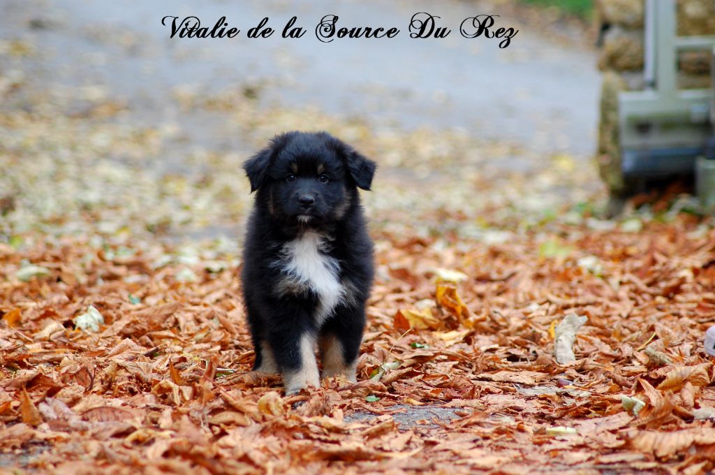 De La Source Du Rez - Chiots disponibles - Berger Australien