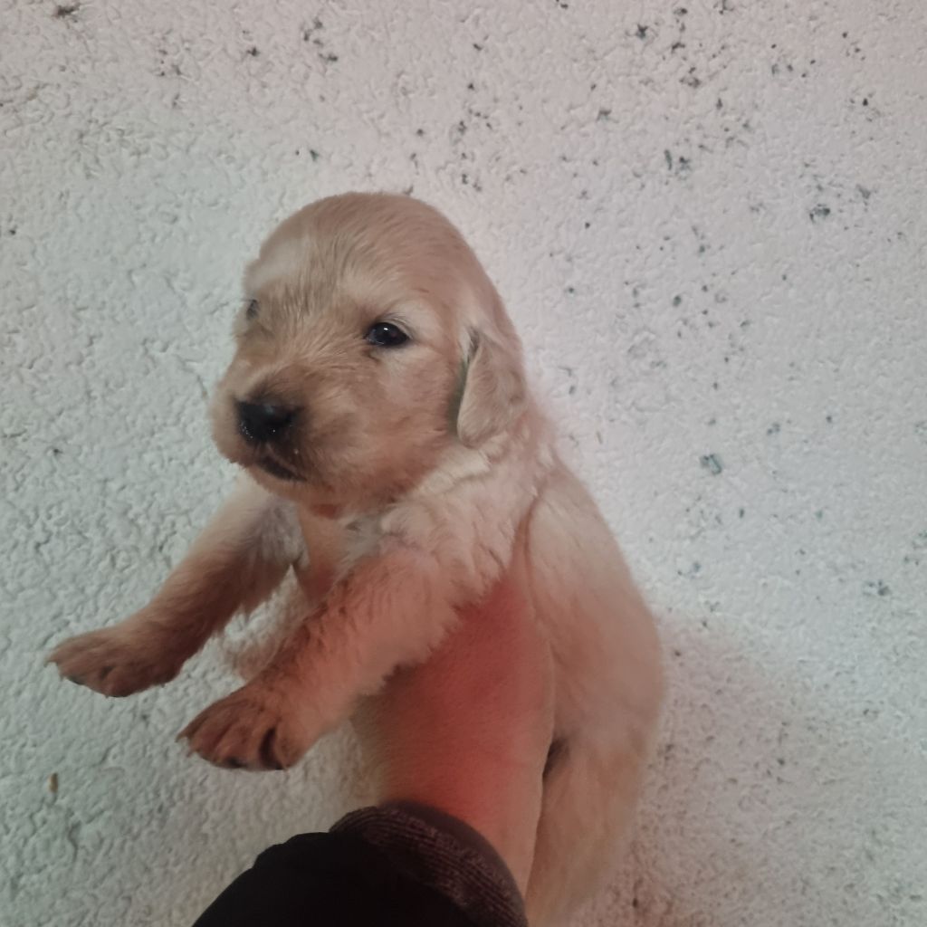 Du Souvenir De Tootsie - Chiots disponibles - Golden Retriever