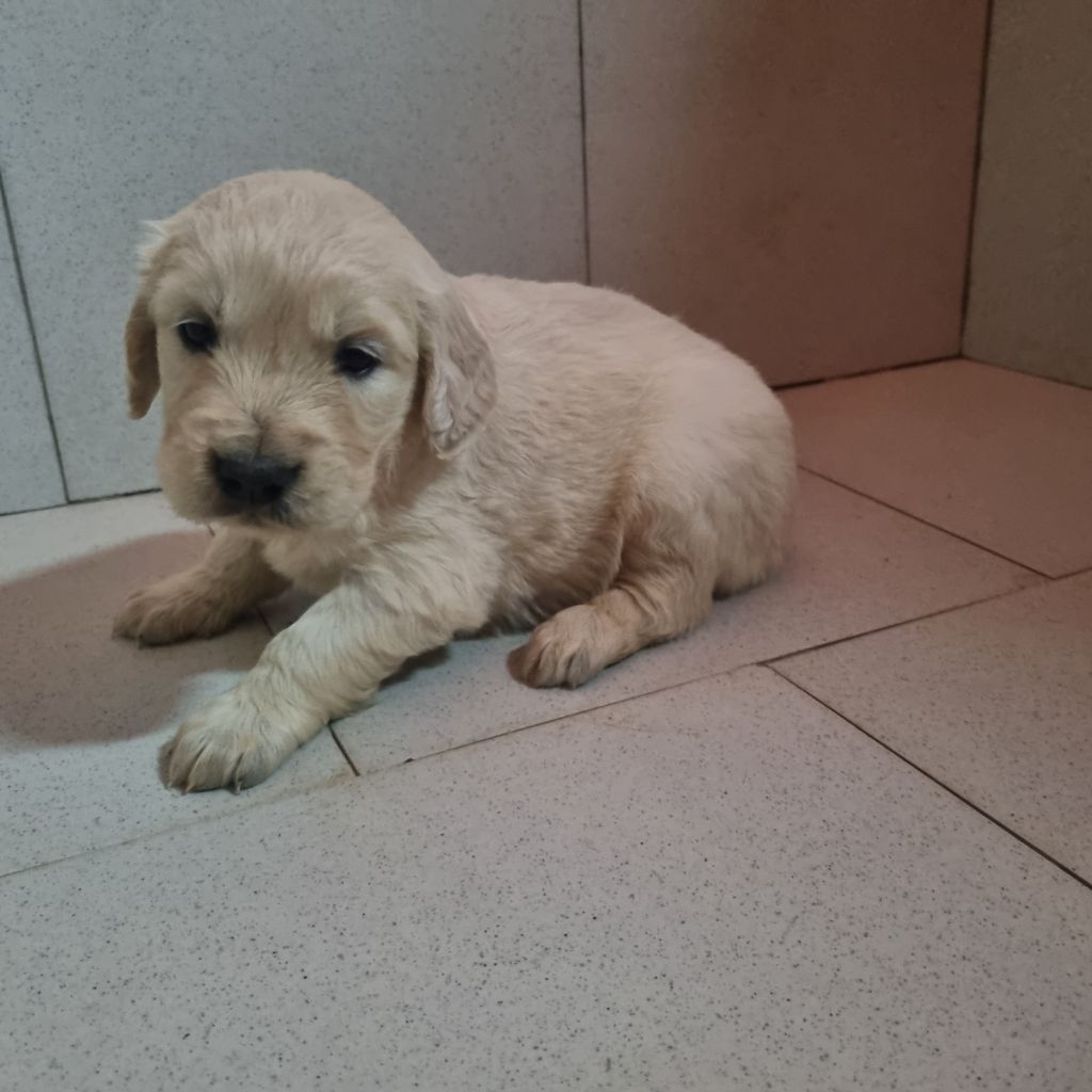 Du Souvenir De Tootsie - Chiots disponibles - Golden Retriever