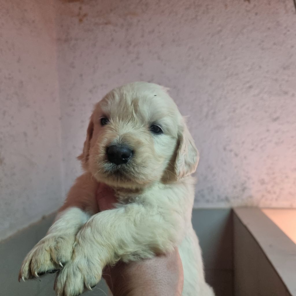 Du Souvenir De Tootsie - Chiots disponibles - Golden Retriever