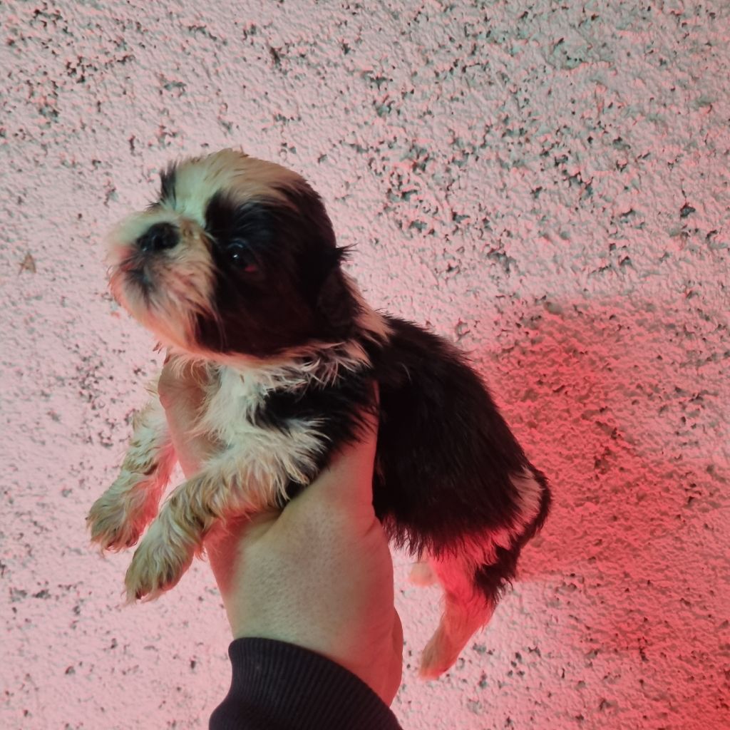 Du Souvenir De Tootsie - Chiots disponibles - Shih Tzu