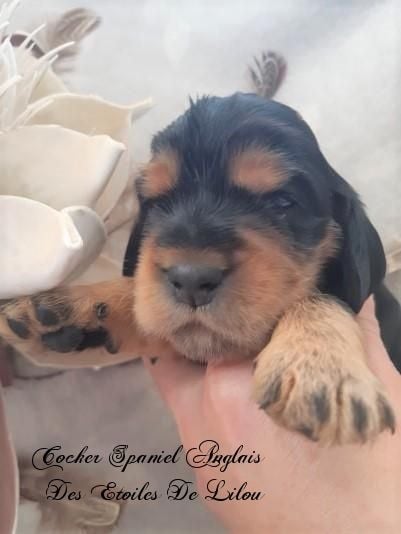 des Etoiles De Lilou - Cocker Spaniel Anglais - Portée née le 13/05/2019