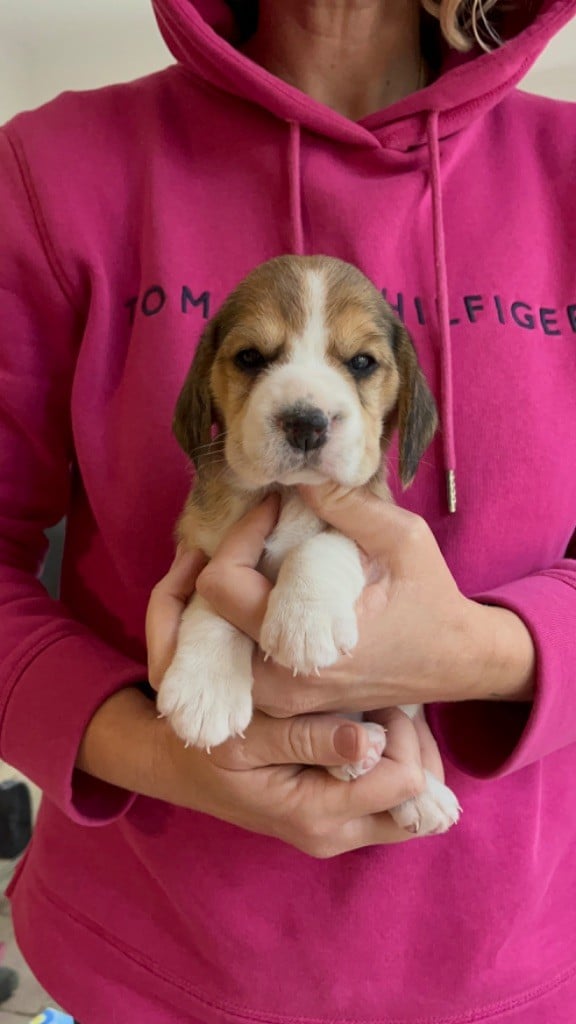 De L'esprit Du Carbonado - Chiots disponibles - Beagle