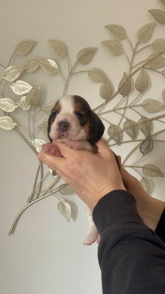 De L'esprit Du Carbonado - Chiots disponibles - Beagle