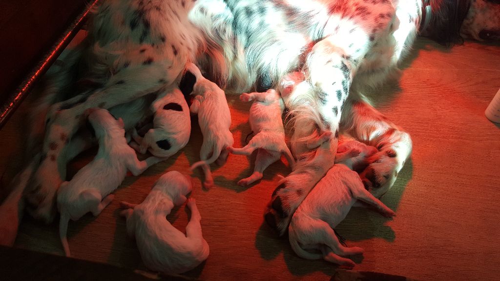 Des Pentes De La Mordoree - Naissance chiots 