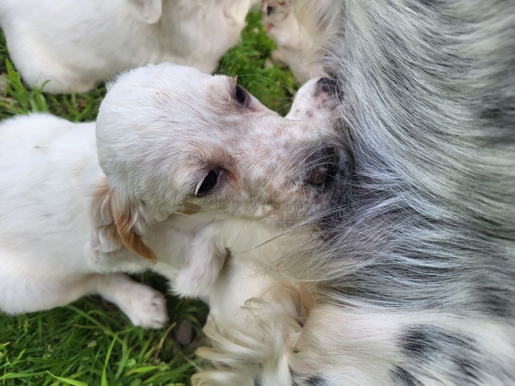 Des Pentes De La Mordoree - À réserver chiots mâle lemon 