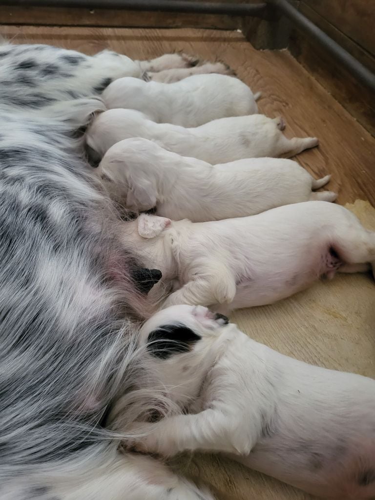 Chiots Lord du val de ronceveau * Niki des pentes de la mordorée 