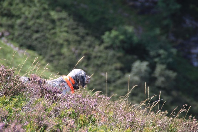 Des Pentes De La Mordoree - Conptages galliformes 2015