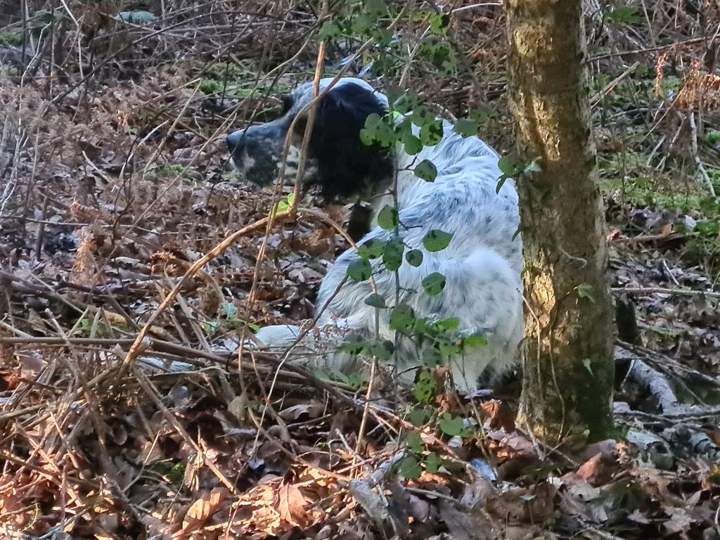 De La Coum Aux Belles - Planning modifie, 5 jours en Forêt landaise