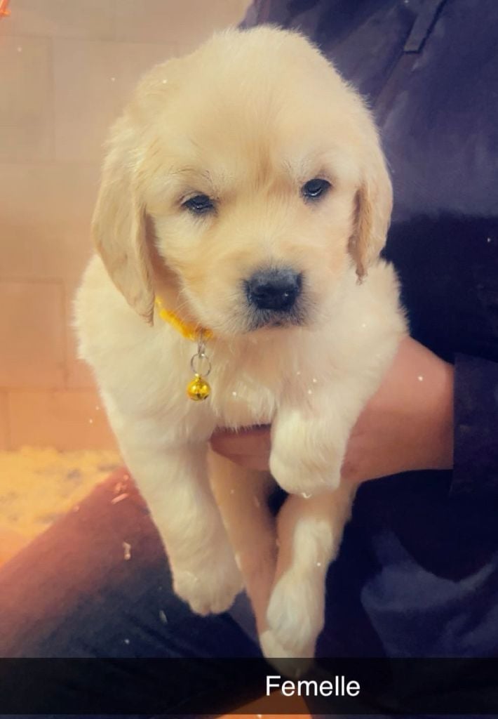 du Domaine Saint Joseph Du Roc - Chiots disponibles - Golden Retriever