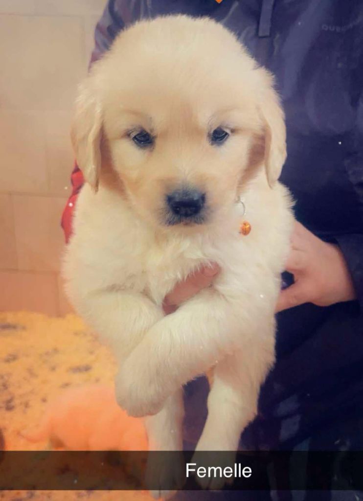 du Domaine Saint Joseph Du Roc - Chiots disponibles - Golden Retriever