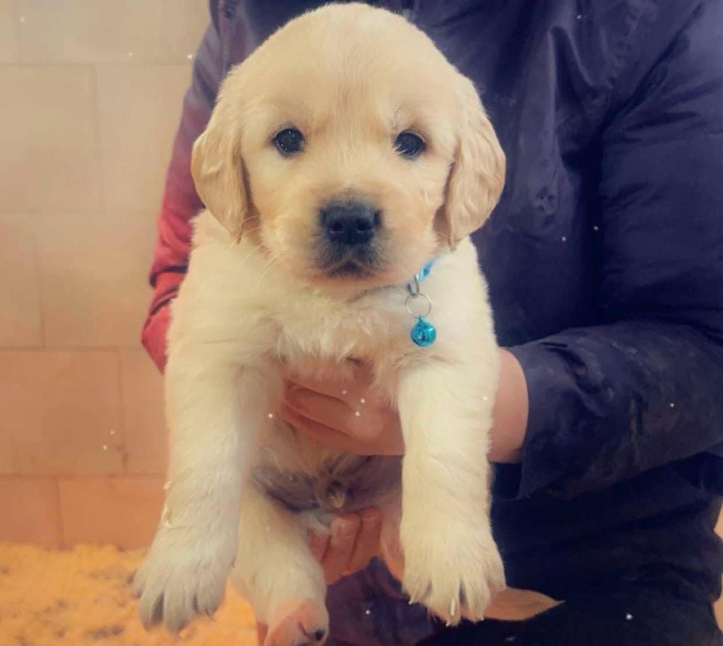 du Domaine Saint Joseph Du Roc - Chiots disponibles - Golden Retriever