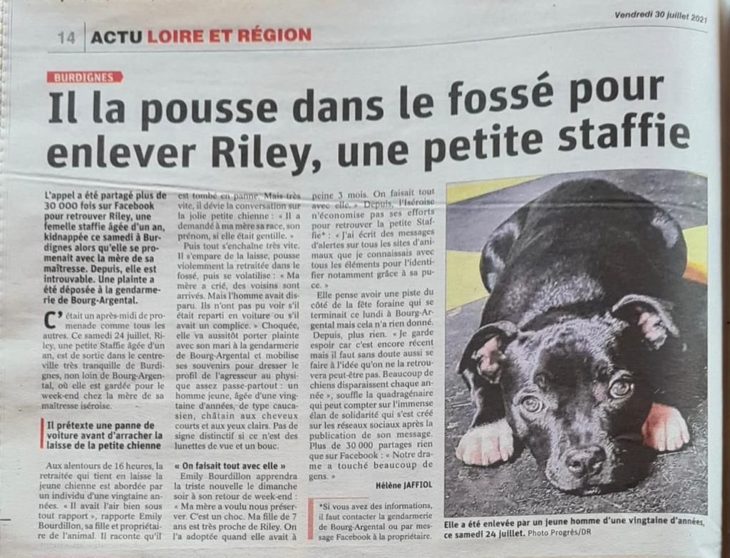 Durban Poison - Femelle staffie volée  le 24 juillet 2021 