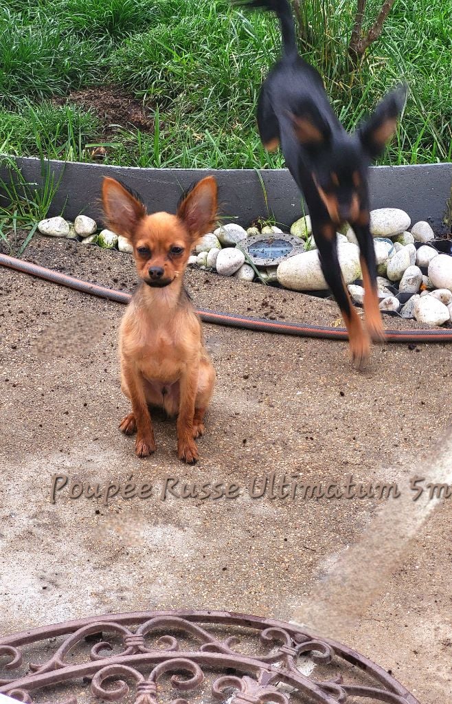 Poupee Russe - Chiots disponibles - Russkiy Toy (Petit Chien Russe)