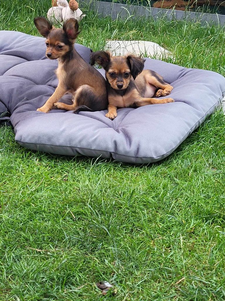 Poupee Russe - Chiots disponibles - Russkiy Toy (Petit Chien Russe)