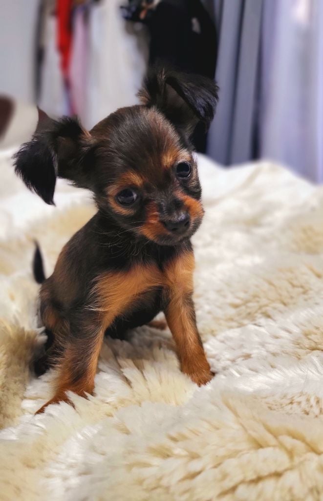 Poupee Russe - Chiots disponibles - Russkiy Toy (Petit Chien Russe)