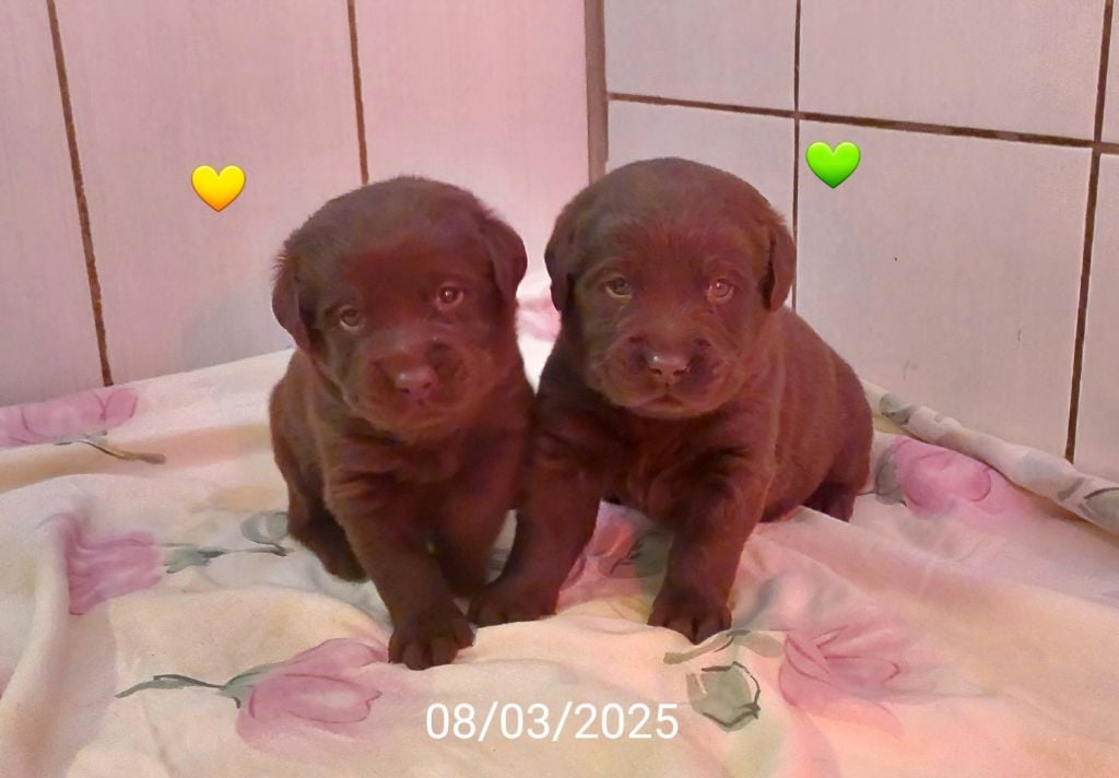 Du domaine des eurantes - Chiots disponibles - Labrador Retriever