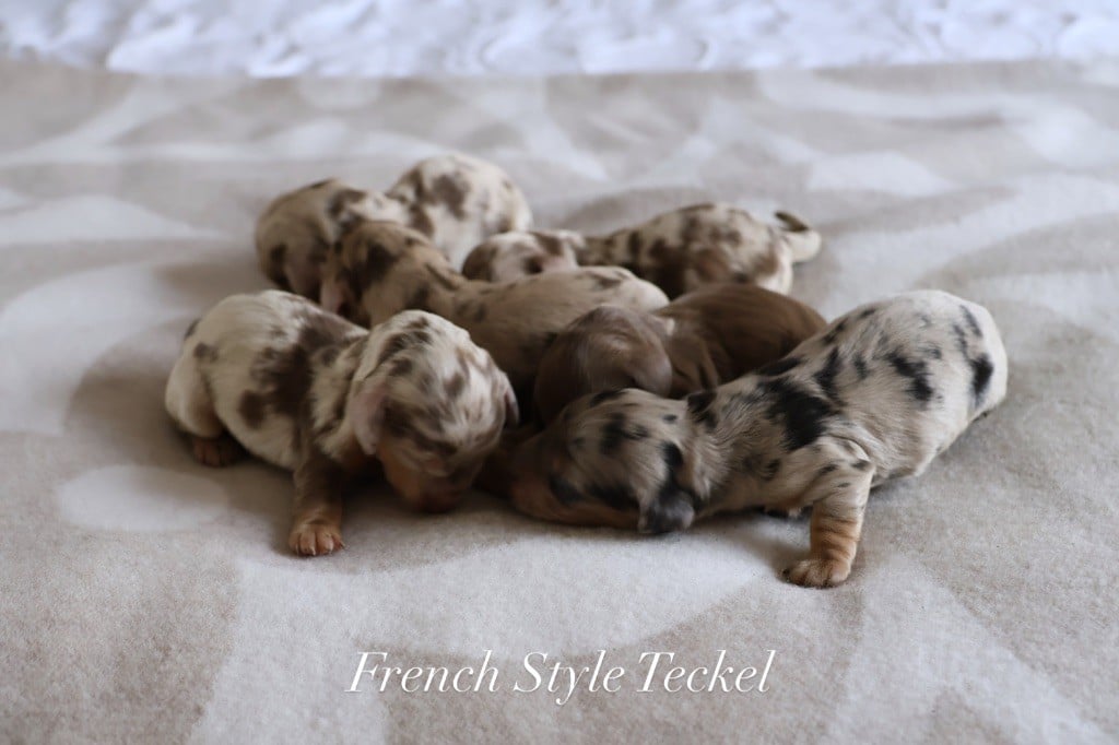 Chiot Teckel poil long French Style