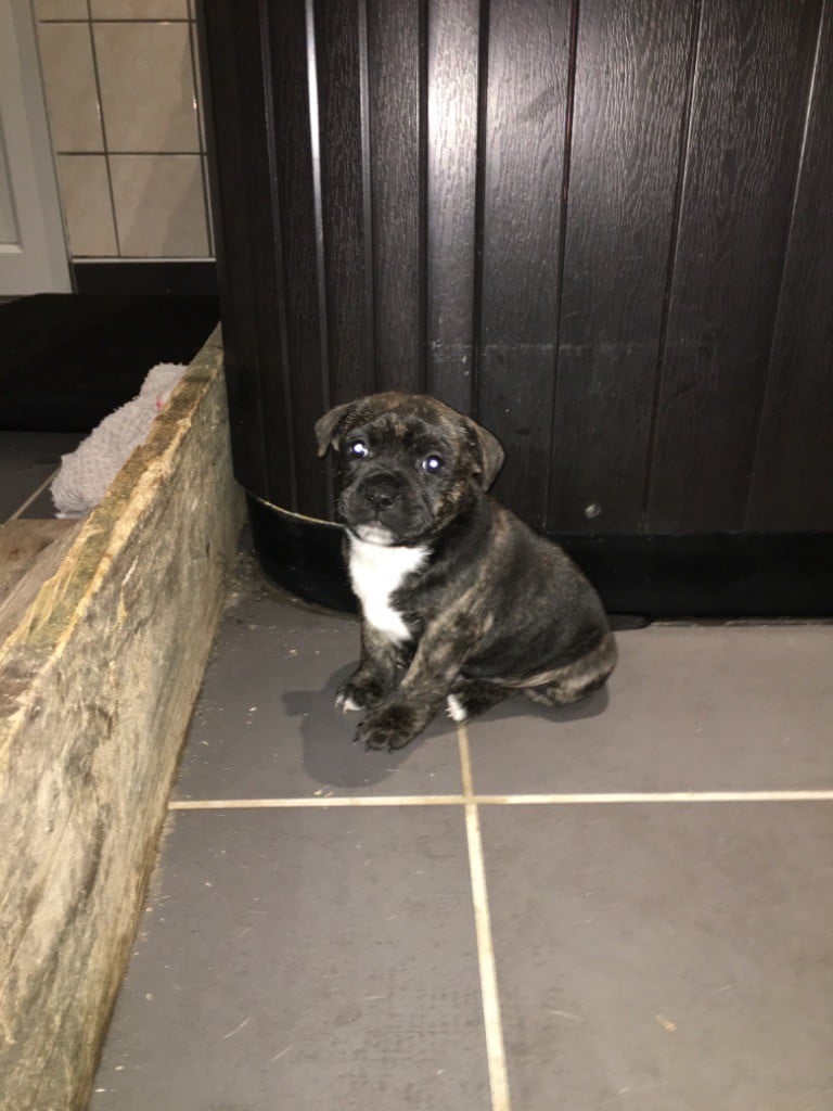 Du Gang Des Petits Bolides - Chiots disponibles - Staffordshire Bull Terrier